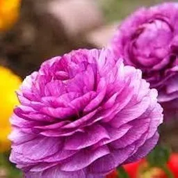 Ranunculus Imported Flower Bulbs Purple Colour For Gardening pack of 5-picture-18