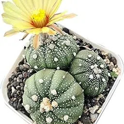 Samarth Cactus Astrophytum Asterias Cv Superkabuto Clump | Star-Like Shape Air Purifier Indoor Natural Rare Live Plant With Pot Succulent For Living Room,Bedroom,Home Garden Office Decor-picture-18