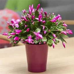 Christmas Cactus Live Plant with Grow Bag, Pink Flowering Indoor Plant, Hybrid Variety-picture-16