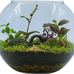GreenGrapesStudio 6 Inch Glass Terrarium Kit with Live Moss & Plants | DIY Mini Indoor Garden Bowl with Sand, Soil, Lava Rock & Acrylic Lid-picture-13