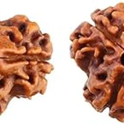 Galaxy Gems 3 Mukhi Rudraksha Original Certified Natural Grade Nepali 3 Face Rudraksha Brown Bead Three Mukhi Rudraksha Trimukhi Rudraksha Blessings of Brahma Vishnu Mahesh 3 मुखी रुद्राक्ष ओरिजिनल-image-79