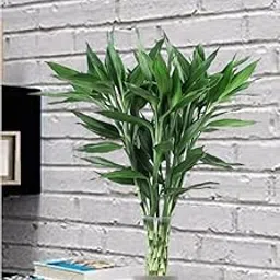 U9G Lucky Bamboo Straight Sticks Live Plant Without Glass Container (60 cm) (Pack of 6)-picture-26