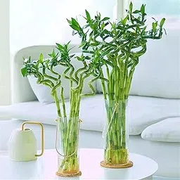 Garden Art Spiral Bamboo 50cm Tall Live Without Pot | Nos of 8| Lucky Bamboo | Good Luck Bamboo For Home Decor | Dracaena-picture-43