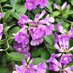Garlic Vine flower Live Plant | Creeper Flower plant | Dwarf Varify | Air Layering Plant | By AGH-picture-18