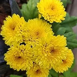 Golden Hills Farm Sevanti (Chrysanthemum) Yellow Flower Seeds (For Home Garden, Terrace, Balcony, Home Decoration, All Season India 200-503 seeds-image-48