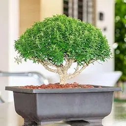 LifeShowMe Delhi Nursery Plants Buxus Bonsai - Plant image 1