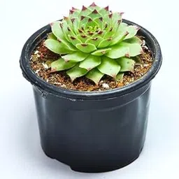 Red and Green Laxmi Kamal Lucky Succulent 1 Healthy Live Plants with Lotus-Shaped Rosettes Designed for Wealth, Good Energy, Gifting, Modern Home Décor and Long-Term Easy Growth.-picture-27