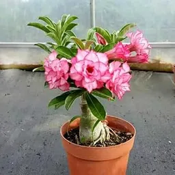 Mphmi Live Plant Nursery NCR Plant Adenium Plant, Desert Rose (Grafted, Any Color) - Plant Desert rose,adenium-picture-23