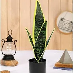 SATYAM KRAFT 1 Pcs Artificial Snake Plant with Vase for Home Decoration | Indoor & Outdoor Décor | Table, Shelf, Balcony, Office, Living Room, Bedroom, Bathroom, Kitchen | Wedding Decors. image 1