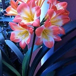Siddhi Vinayak Gallary® Clivia flower plants bulbs for Your Garden | lite red Clivia seeds Flowering Plants bulb | Summer Flowering bulbs for Planters pack of 1 bulb-image-62
