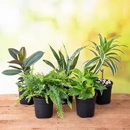 Mphmi Seedless Plant Low Maintenance Plants Top 5 Easiest to Grow Plants,Pleomele, Song Nephrolepis Rubber Tree, Snake Plant, Sansevieria Money Plant,-image-43
