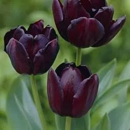 Radha Krishna Agriculture Imported Veriety Mix Colour Tulips (Tulipa) Flower Bulbs For planting Home Gardening Pack of 3 flower bulbs-picture-23