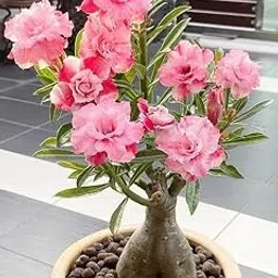 OXY GREEN PLANT®Adenium live plant, young plant Plants Plant Adenium Plant, Desert Rose (Black) - Plant Desert rose,adenium-image-2