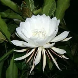 FasanGreen Flower Brahma Kamal Plant for Indoor & Outdoor with Grow Bag (Multicolor, 170mm) (G N_701)-image-41