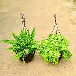 Mphmi Pune Plants Live Season Indoor Set of 2 Fern Green & Fern Green Bushy in 8 Inch Plant Black Hanging Basket-image-2