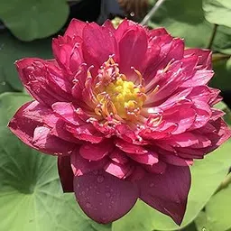 Florona Aquatic plant Siam Red Flaming Red Lotus Nelumbo nucifera 15 Seeds Pack For Planting-image-47