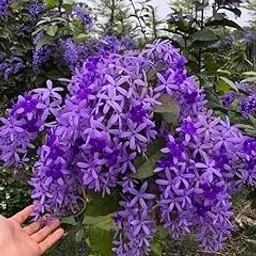 NASALUKAS Nilmoni Lata Flower Live Plant, outdoor Garden Plant Petrea volubilis Vine Purple flower live plant-picture-32
