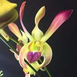 Dendrobium Java Candy-picture-40