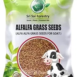 Alfalfa Grass Seeds for Farming (Lucerne) – 1 KG | Meathi Alfalfa Grass Seeds for Agriculture & Fodder-picture-27