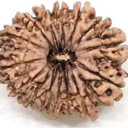 TRINETRA GEMS STONE Fifteen Face Rudraksha From Nepal Superb Natuural 15 Mukhi Rudraksha For Make Pendant Mala IGL Lab Certified Precious Brown Pandrah Mukhi Rudraksha For Men And Women-picture-49