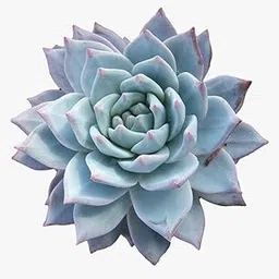 Original Laxmi Kamal Vastu Plant | Sempervivum Live Succulent Plant With Pot | Vastu Plant | Indoor Plant | Live Plant | Good Luck Plant (LAXMI KAMAL PLANT)-image-6