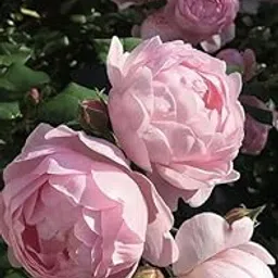 Imported Rare Big Size Variety Mix Peonies, Peony Flower bulb Easy Growing For all Season Gardening In Home And Garden Pack Of 1 Flower bulb-picture-18