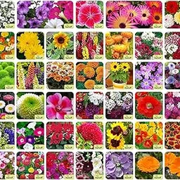 Add2Cart Seeds For Your Garden, Different Types of Beautiful Bloom Germination Seeds Will Make Your Bloom Shine (50)-image-33