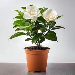Hybrid gardenia flower/Gandharaj Plant/Parichatham flower jasmine plant/Indoor/Outdoor Plant without Pot (pack of 1)-picture-13