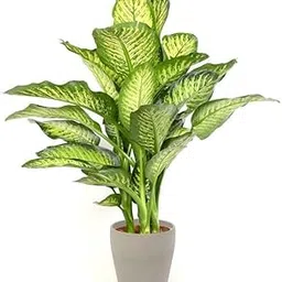 Rukonza Dumb cane Dieffenbachia Seguine Live Indoor Plant - Air Purifying Topic Sona Plant With Plastic Pot, Best for Living Room image 1