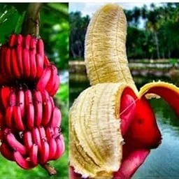 Banana Sweet Red Banana/Red Kela Fruit Tree Hybrid Most Popular Home/Roof Garden Fruit Tree Plant.-picture-32