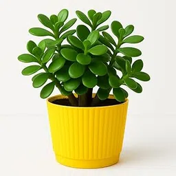 PlantVeda Good Luck Jade Plant (Crassula Ovata) – Live Air Purifing Plant | Feng Shui Lucky Money Succulent for Home, Office, Indoor Décor | Easy to Grow - (Yellow)-picture-22