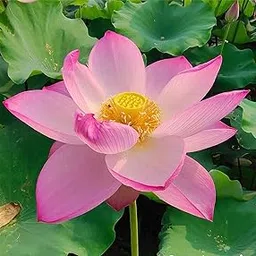 ROYAL LAND Exotic Lotus Seeds Aquatic Plants Water Lilly Nice Fragrance Outdoor Ponds 20 Seeds Variety : RL216-picture-31