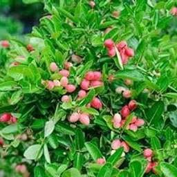 Golden Bloom Karonda Fruit Live Plant/Carissa carandas/Bengal Currant/carandas plum and karanda-picture-38