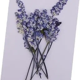 5x10 Pieces Natural Pressed Dried Sage Flowers for Art Craft DIY Scrapbooking-picture-43