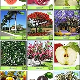 Creative Farmer Best Season Combo Fruit & Fruit : Apple, Orange, Passion Fruit - Violet, Yellow Palm, Oreodoxa Regia (Bottle Palm), Phoenix Dactylifera, Blue Jacaranda, Delonix Regia, Orange Jasmine, Pride Of India, Psidium Guava, Pomagranate For Gardening-image-36