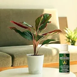 GrowHive Aglaonema (Lipstick Single Stem) Air Purifying Indoor Live Plants Free Neem Booster Oil for Living Room, Home, Office, Table, Kitchen & Desk Decor | Best Plant For Balcony & Garden-picture-23