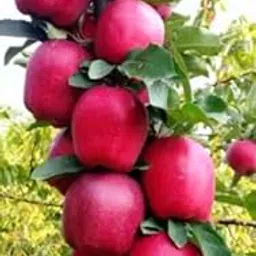 Live Red Apple Fruit Plant I This Variety is Supporting all india Weather image 1