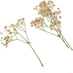 Enakshi® 2xPressed Leaves Natural Dried Flowers Scrapbooking Cards Making White|Crafts | Home Arts & Crafts | Floral Crafts | Dried Botanicals & Potpourri | Dried Flowers-picture-29