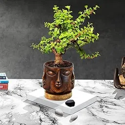 Lasaki Good Luck Jade Plant With Vivan Antique Ceramic Pot with wooden Saucer (wp4)-picture-19