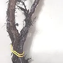 Aadityaa's Original & Natural Banana Tree Kadali Plant Sacred Root Jadi Wood Brown Holy Basil for Jupiter Guru or Brihaspati: Astrology Vastu Good Luck, Pack Of 10 gm.-picture-31