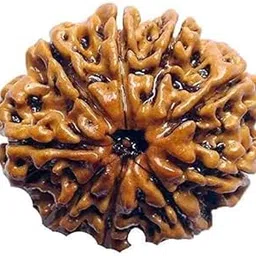 Dine Gems नौ मुखी रुद्राक्ष Kudrati Nepali 9 Mukhi Brown Bead Rudraksha| Real & Pure Nine Mukhi Rudraksh Original Certified by IGL Nine Faced Round Rudraksh for Men & Women-picture-48