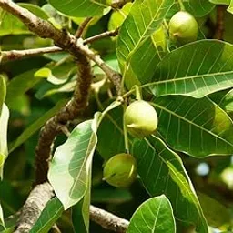 Indian Butter Tree Mahua Madhuca indica plant live plant in poly bag-picture-25