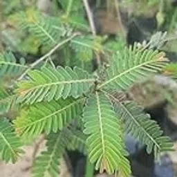 Nelli Amlika Usiri Live Plant For Home Planting-picture-28