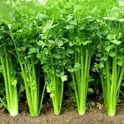 BALAJI TRADING COMPANY Coriander High Germination Seeds for Your Garden/Easy to Grow/Organic Hybrid Vegetable Seeds for Home and Terrace Gardening-picture-31