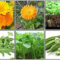 Creative Farmer Garden Seeds Combo Herb Seeds & Vegetable Seeds : Amaranthus(Green), Bhindi (Arka Anamika), Calendula- Orange, Blanketflower, Cress Common, Wild Rocket Fruit Seeds For Home Garden-picture-33