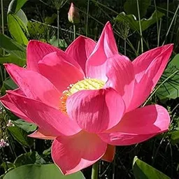 ROYAL LAND Aquatic plant Dwarf ‘Strawberry Cream ’ Lotus Nelumbo nucifera White pink edge Color 20 Fresh Seeds Pack-picture-12