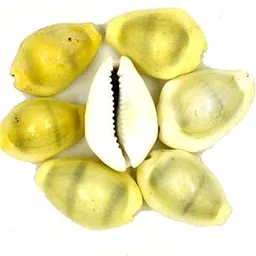 AFH Natural Original White Kawdi, Kaudi, Kowdi, Cowrie, Koudi, Kodi Shells- Set of 07 for Maha Laxmi Pooja-picture-50