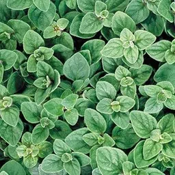 Willvine Organic Greek Oregano Plant (Origanum Vulgare)-VISHVA-11R-picture-10
