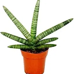 Sansevieria Cylindrica 'Boncel', Live Cylindrical Snake Plant, Indoor Potted Succulent Pack Of 1 (Healthy Live Plant) Snake Plant Indoor Live Decorative Home and Office Fresh Air Purifier-picture-14