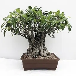 Mphmi Live Plants Nursery Garden Live Plants Ficus Panda, Ficus truncata-image-8
